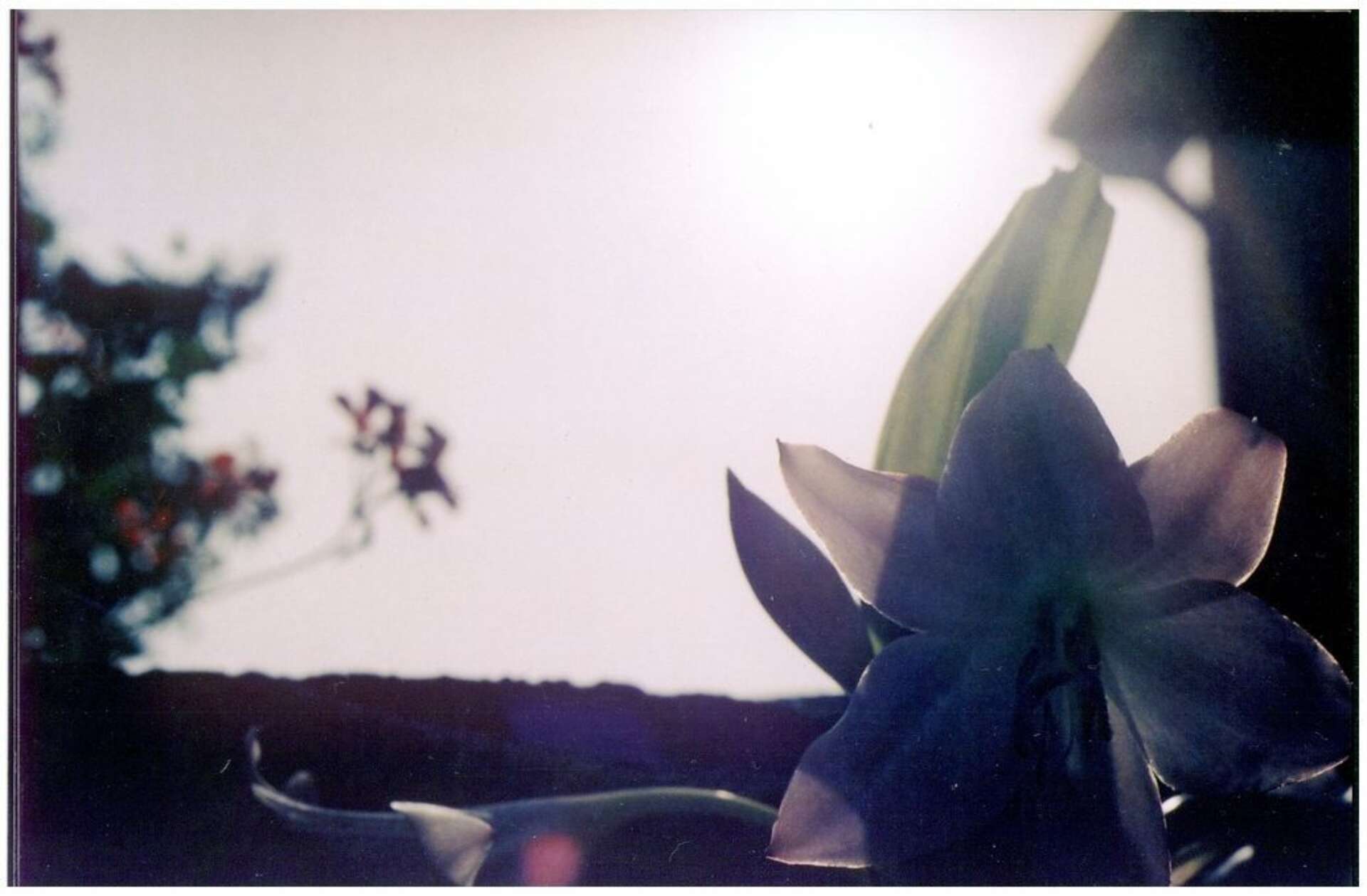 Untitled Monika Januleviciute 2010