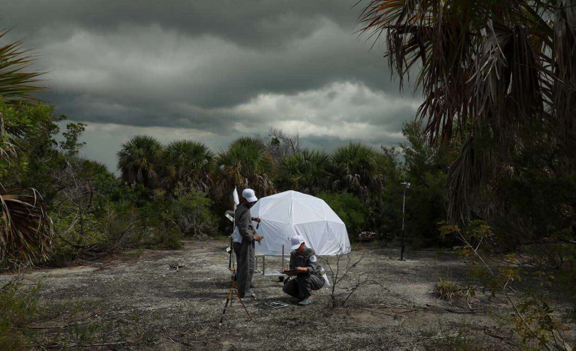 Kitchen and Ogasian in the Field Grey Island Merritt Island Florida USA Image Kitchen and Ogasian Photo by Jessina Leonard