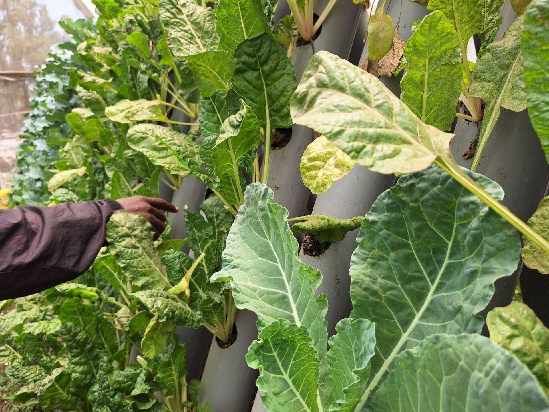 Urban farming initiative in Mathare 2025 Vija Viese