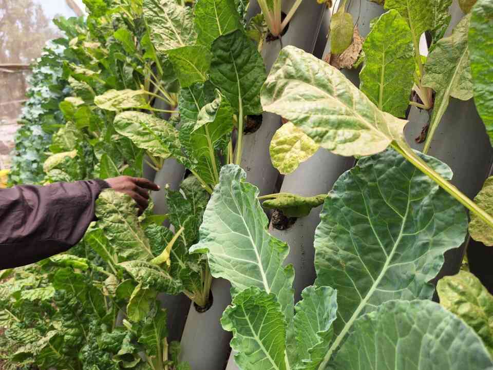 Urban farming initiative in Mathare 2025 Vija Viese